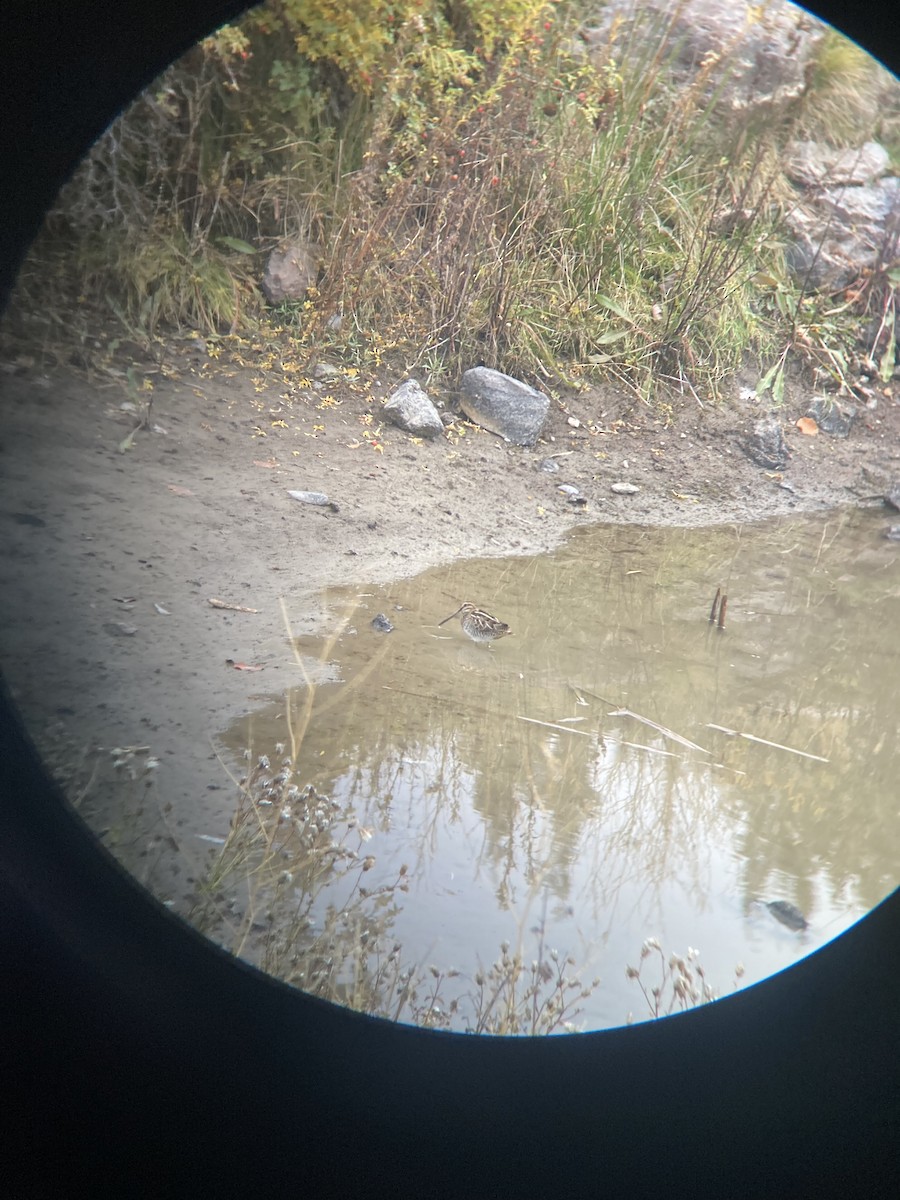 Wilson's Snipe - ML644672735