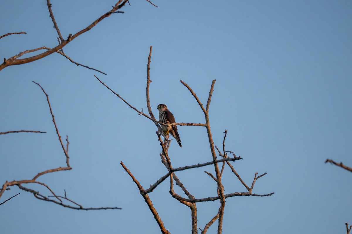 Merlin - ML644672744