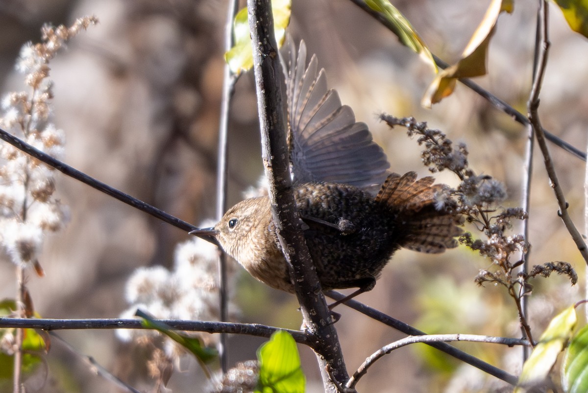 フユミソサザイ - ML644672745