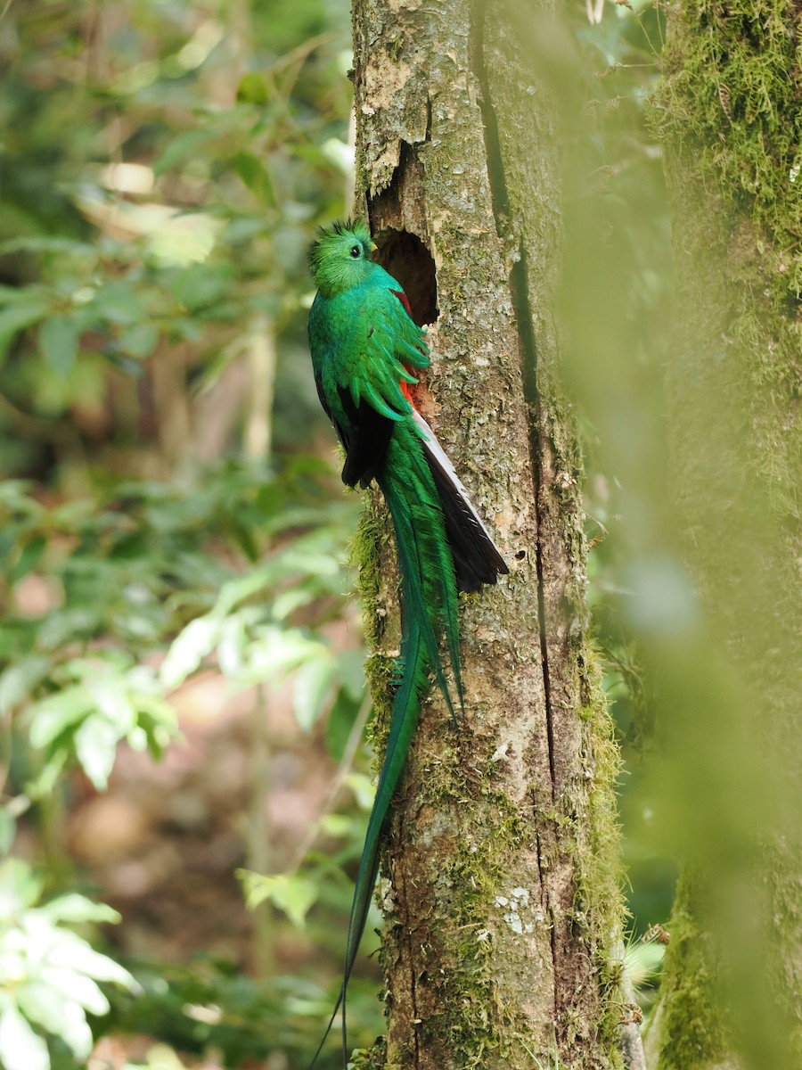 Quetzal resplendissant - ML644672747