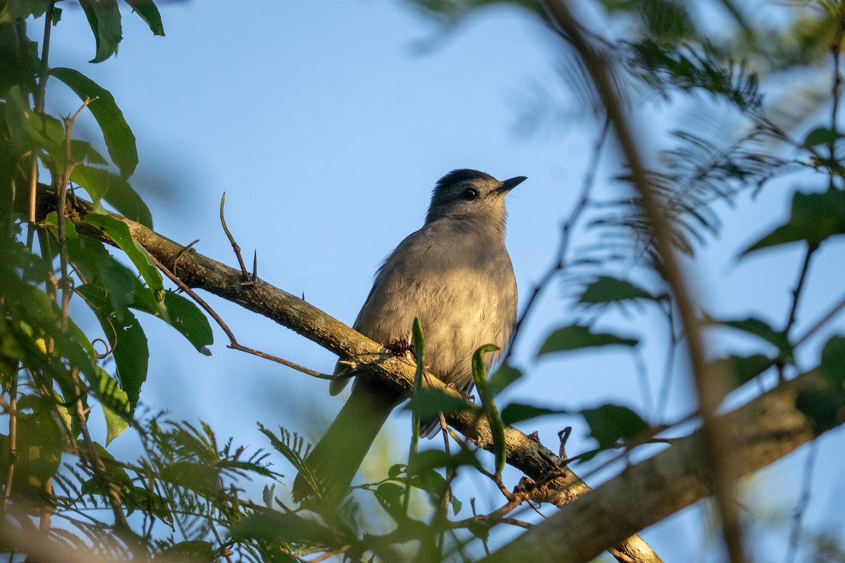 drozdec černohlavý - ML644672754