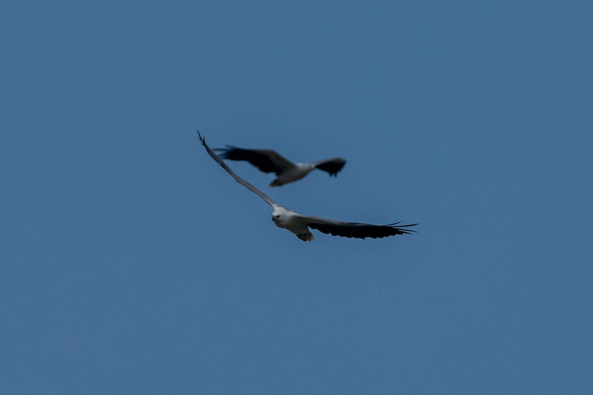 White-bellied Sea-Eagle - ML644672758