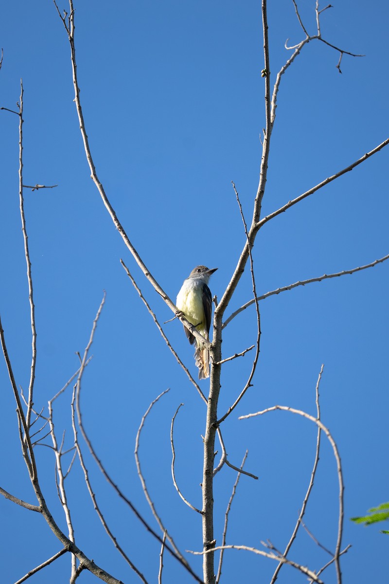 Yucatan Flycatcher - ML644672766