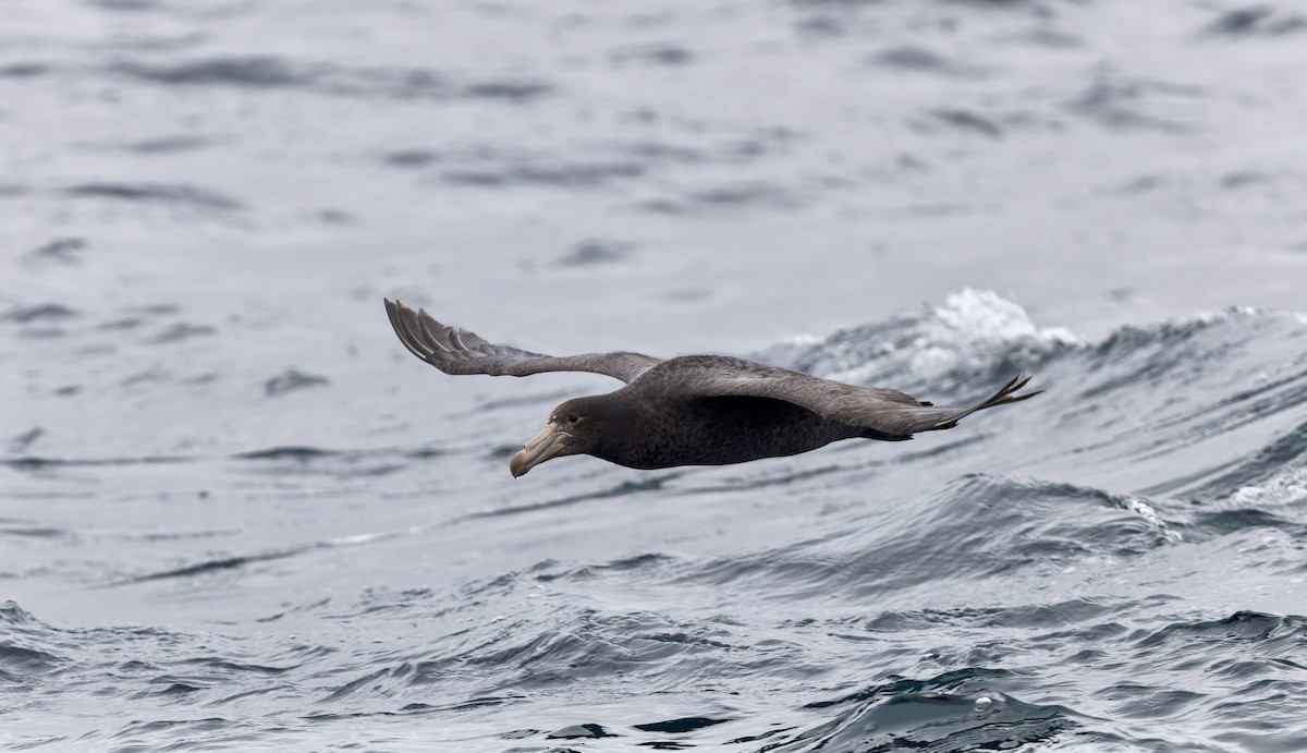 Northern Giant-Petrel - ML644672768
