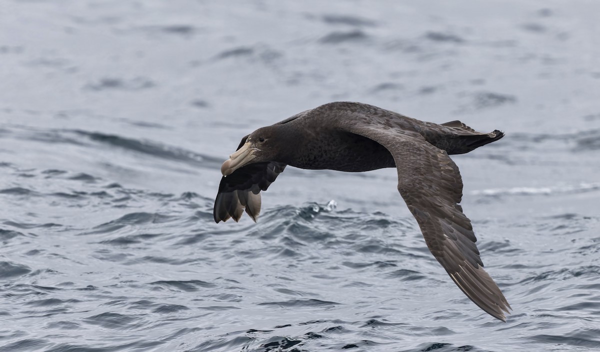 Northern Giant-Petrel - ML644672769