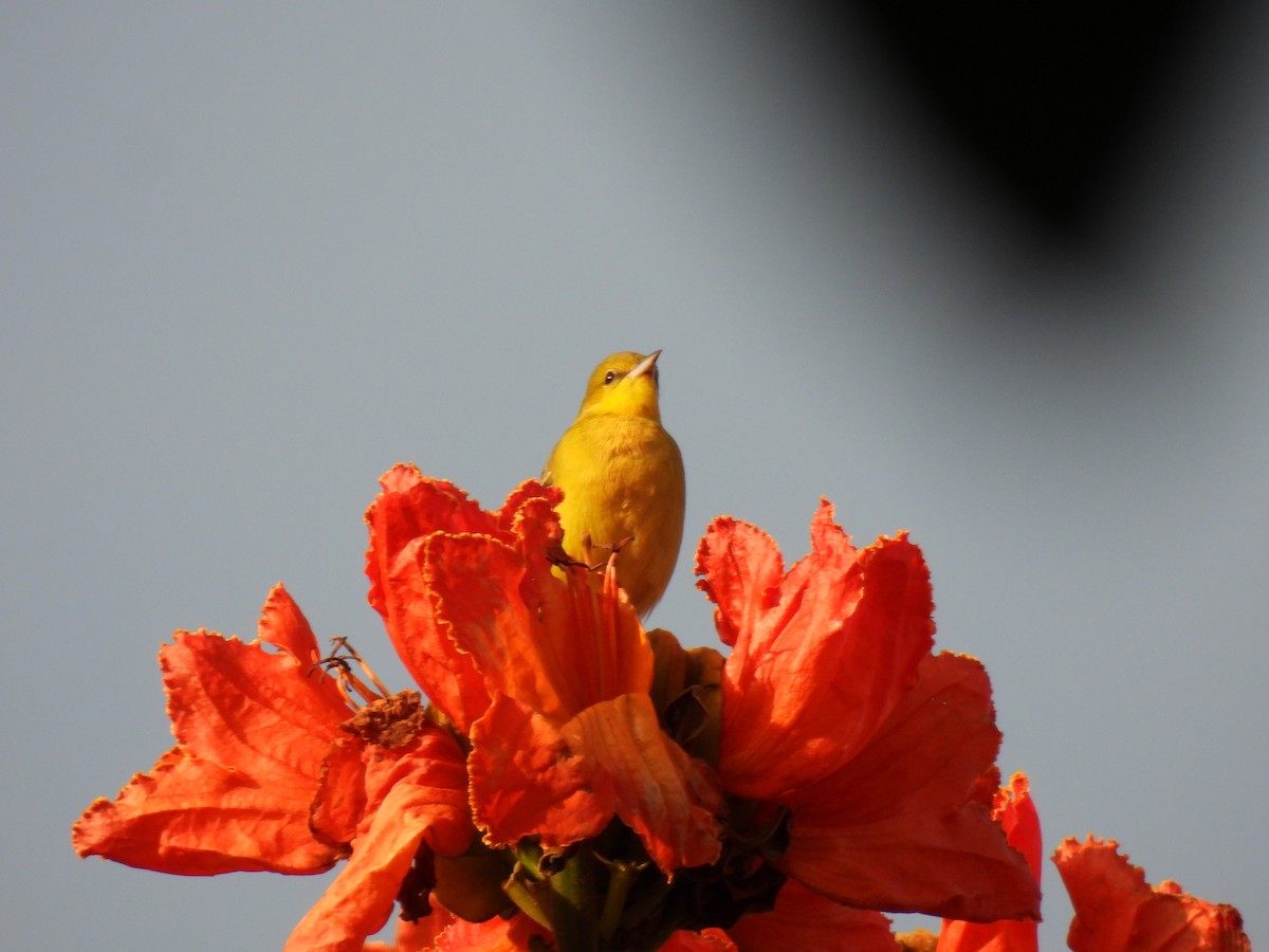 Балтиморский трупиал - ML644672770