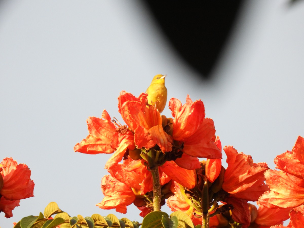 Балтиморский трупиал - ML644672771