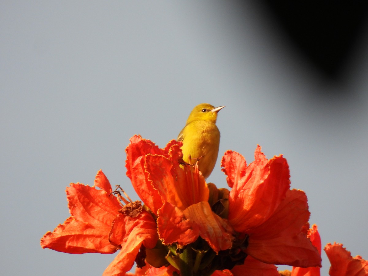 Балтиморский трупиал - ML644672772