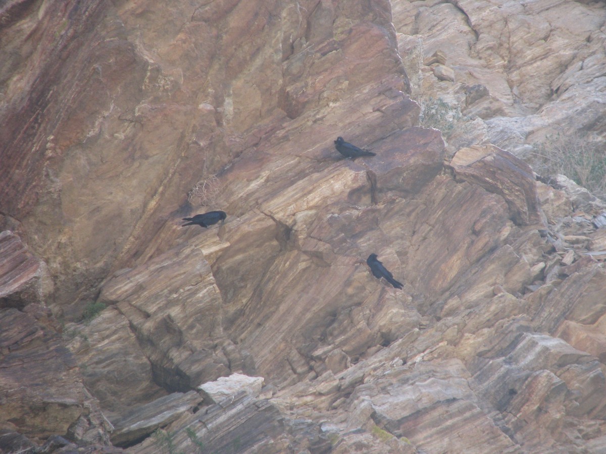 Крук звичайний - ML644672773