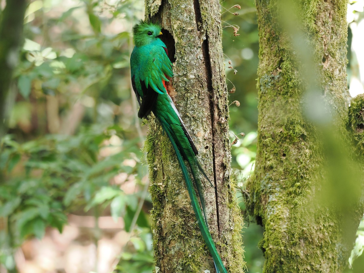 Quetzal resplendissant - ML644672774