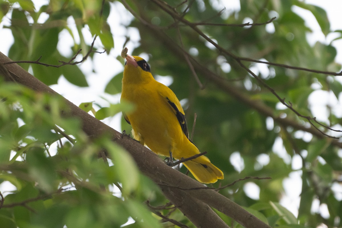 Black-naped Oriole - ML644672781