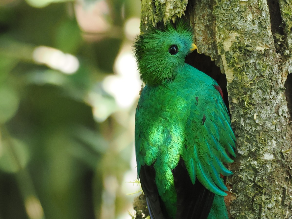 Quetzal resplendissant - ML644672783