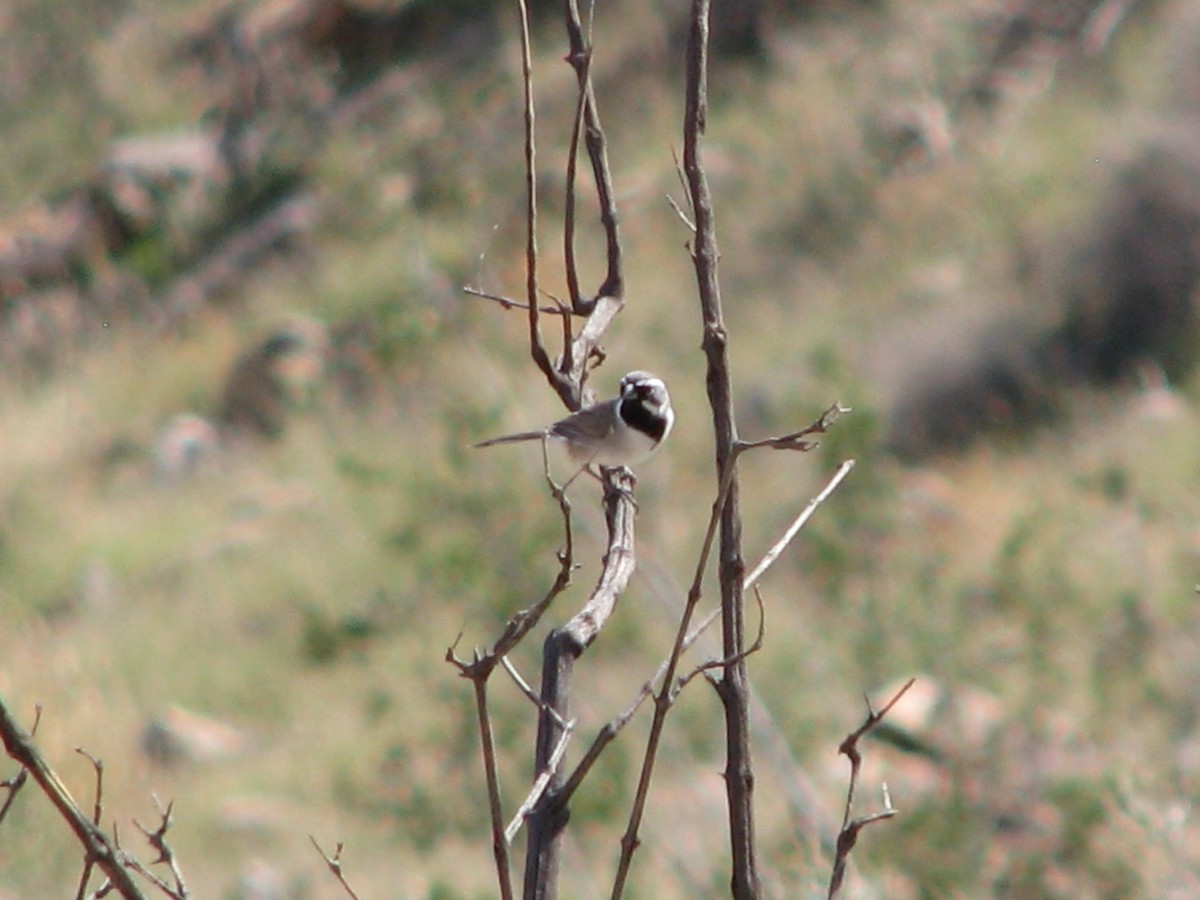 Black-throated Sparrow - ML644672789