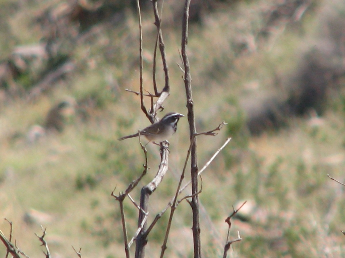 Black-throated Sparrow - ML644672790