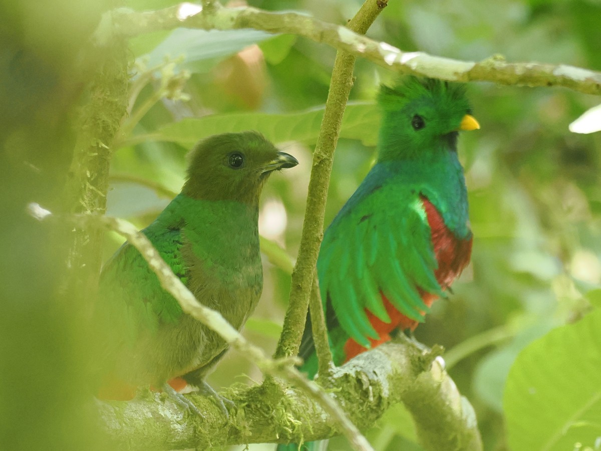 Quetzal resplendissant - ML644672792