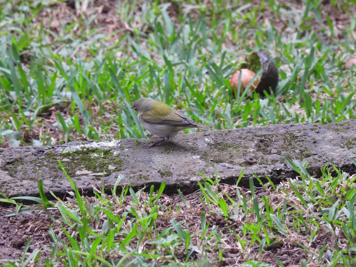 møllparula - ML644672794