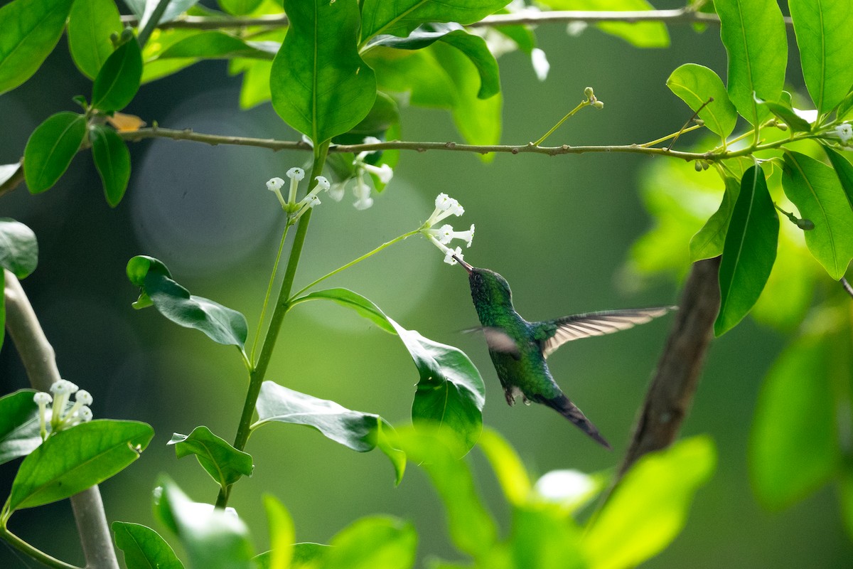 Kozumel Zümrütü - ML644672801