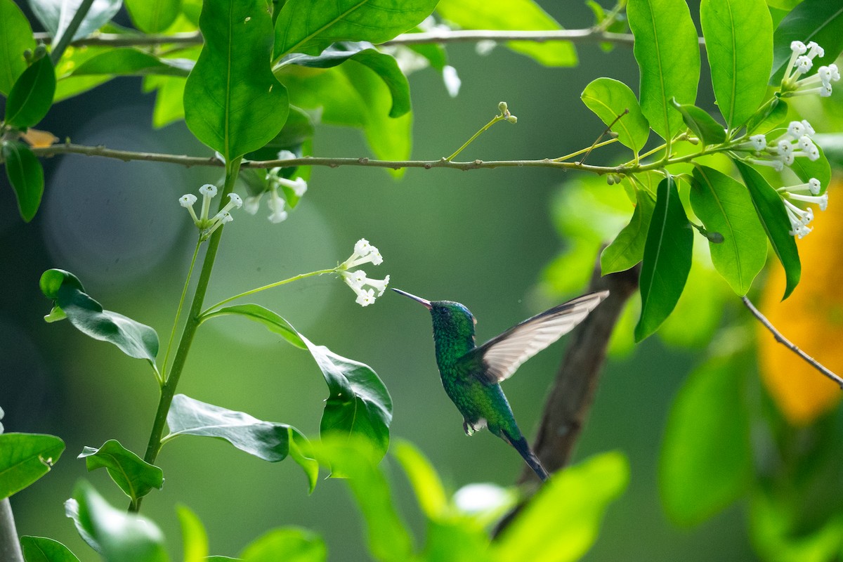 Kozumel Zümrütü - ML644672802