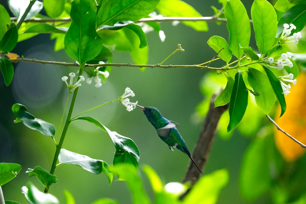 Kozumel Zümrütü - ML644672803