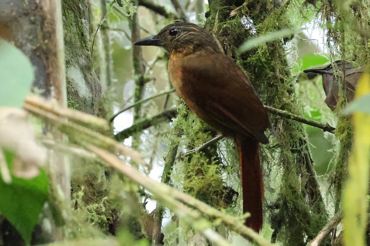 Streak-capped Treehunter - ML644672809