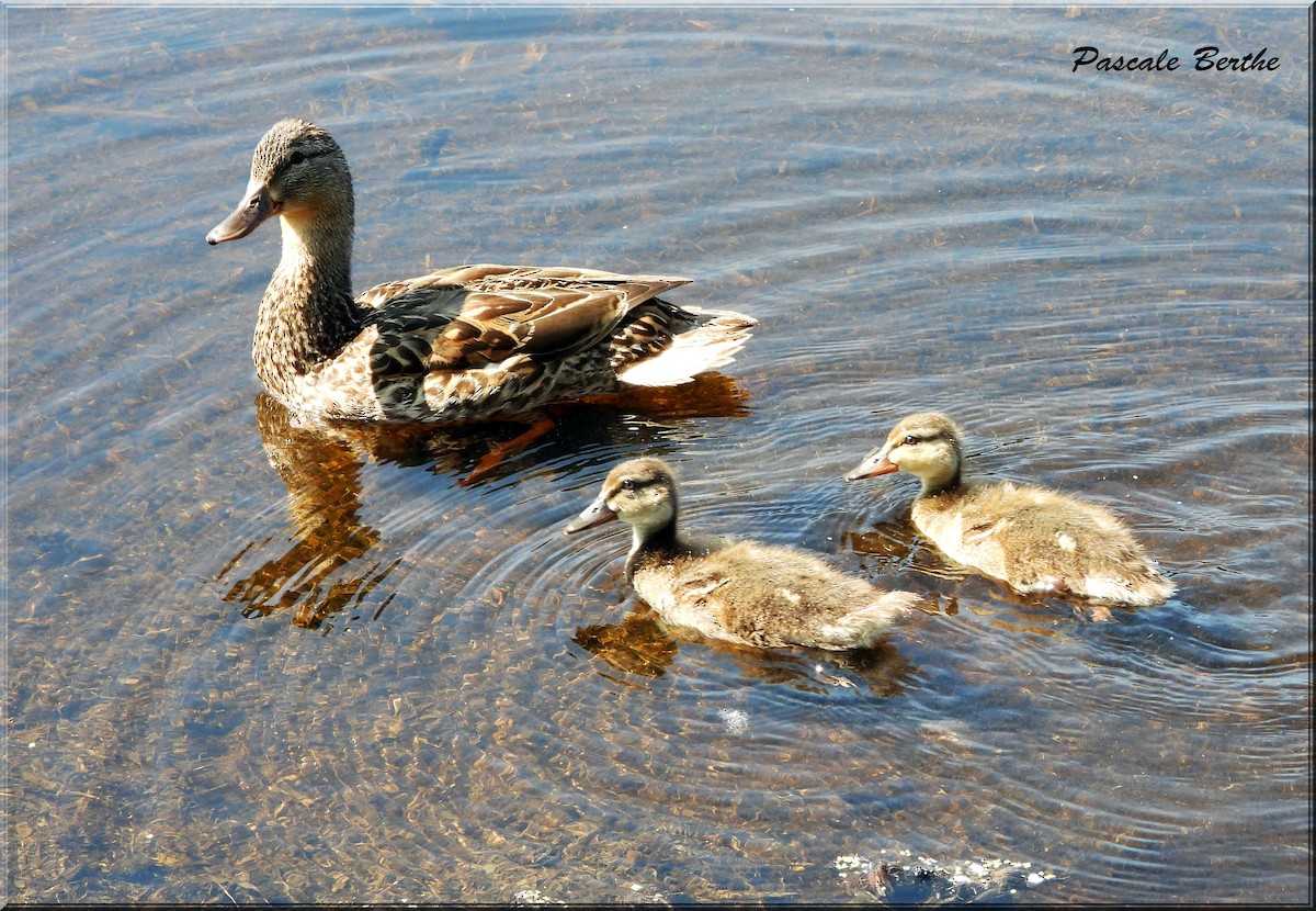 Mallard - ML644672811