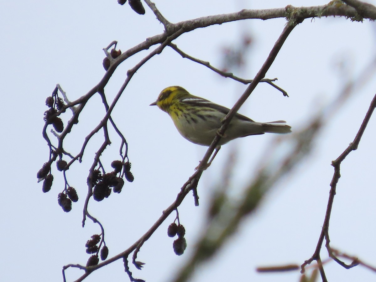 Townsend's Warbler - ML644672812