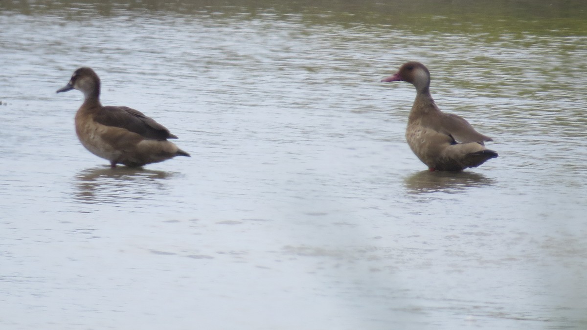 Brazilian Teal - ML644672821