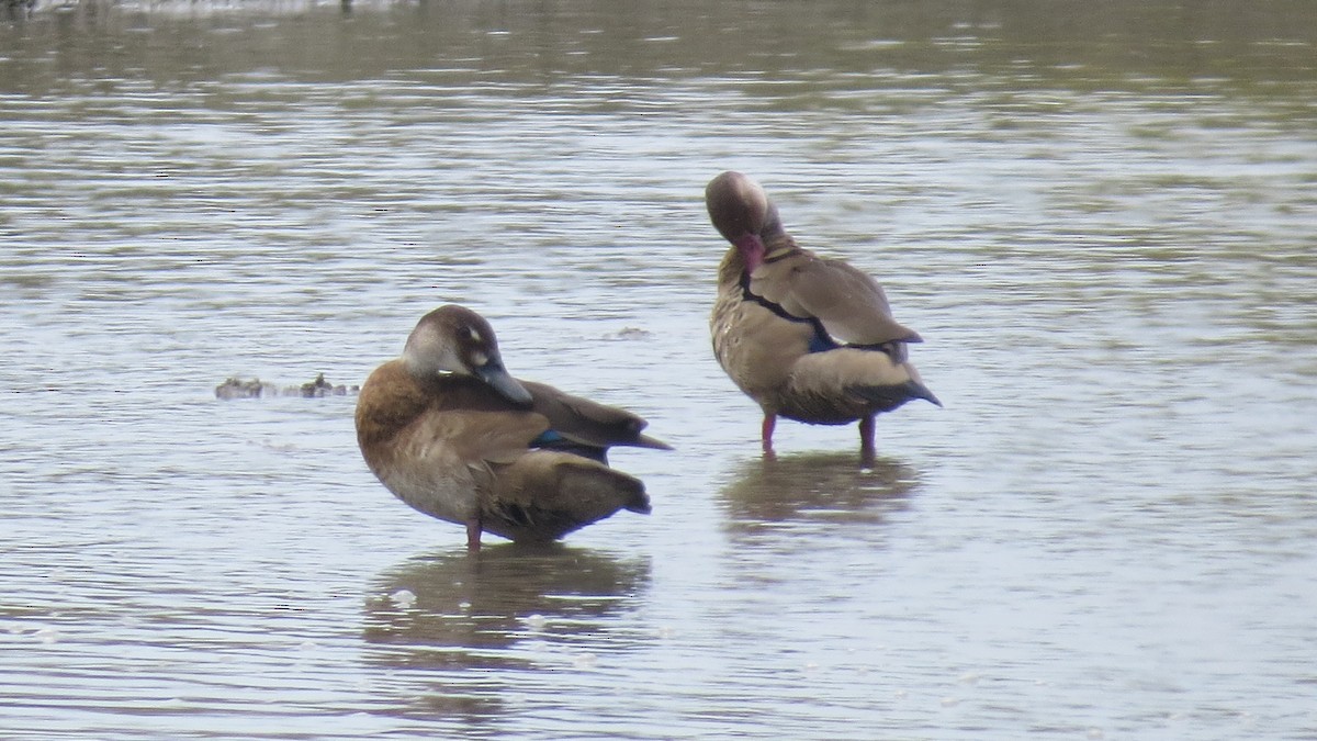 Brazilian Teal - ML644672822