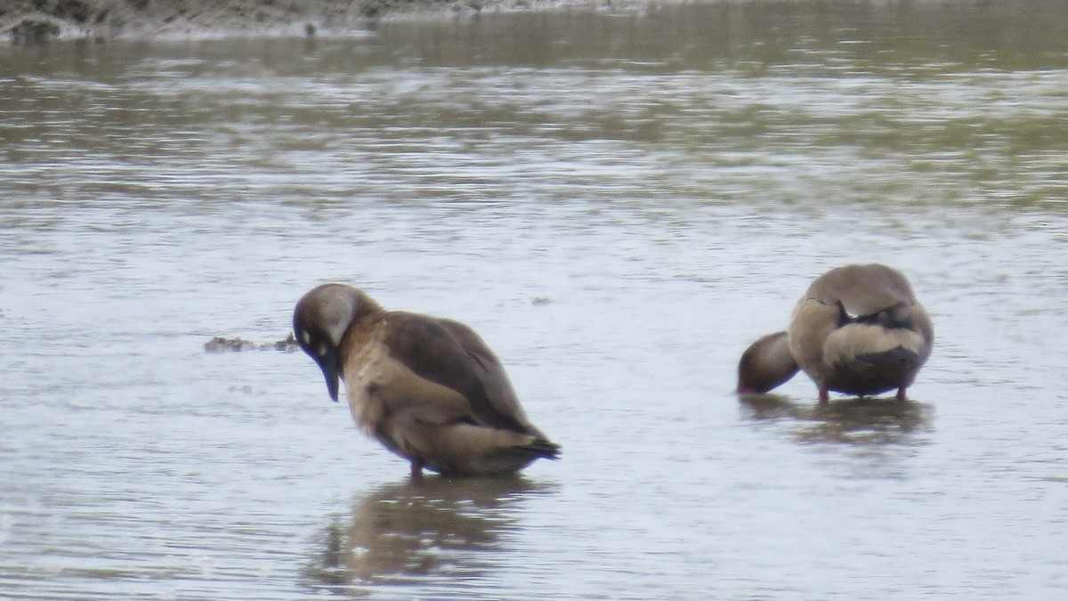 Brazilian Teal - ML644672823