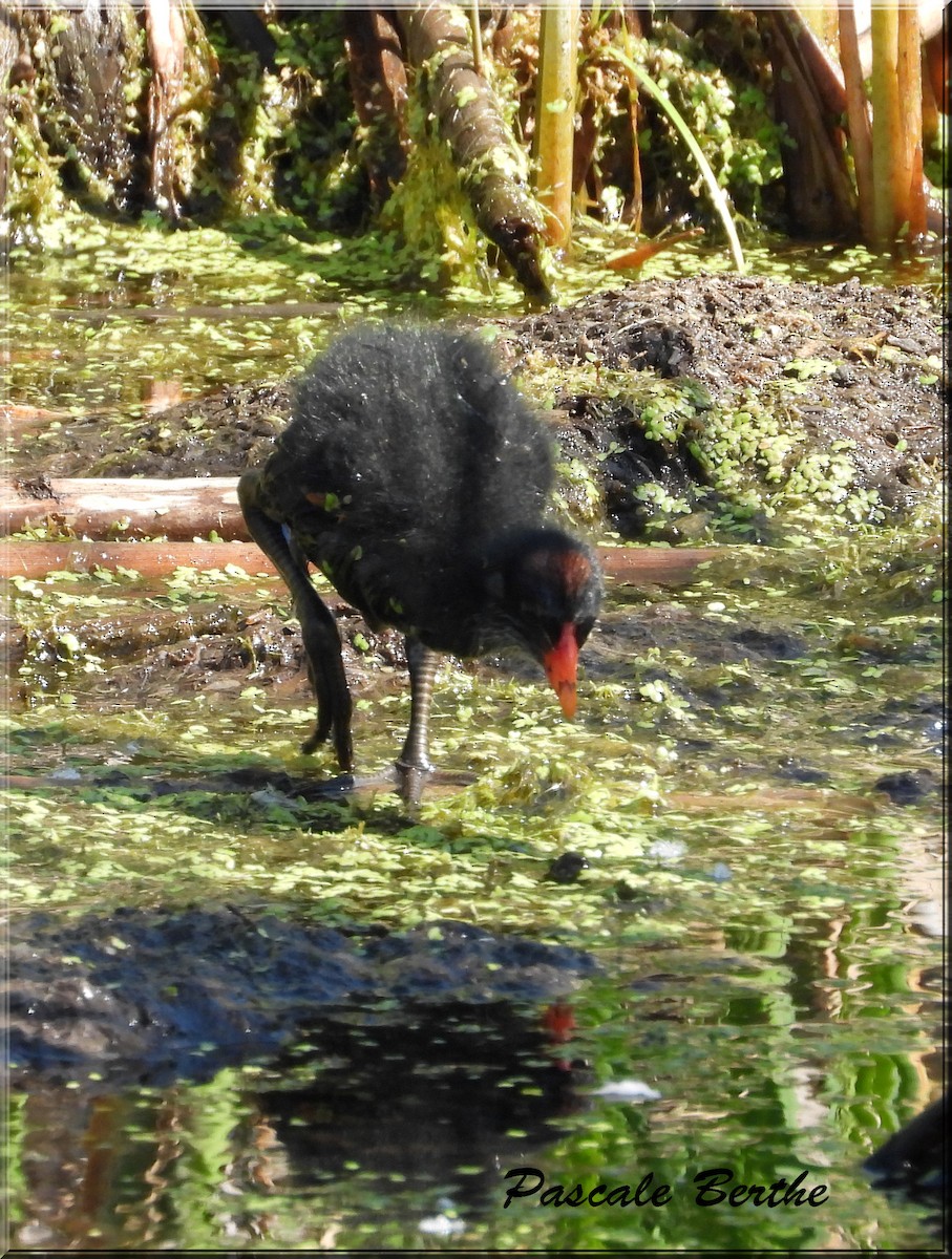 Курочка латиноамериканська - ML644672828