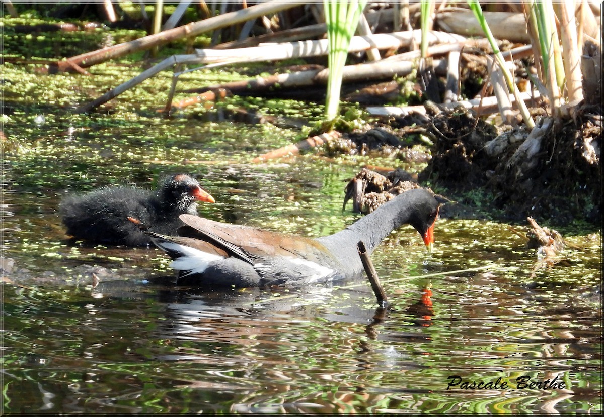 Курочка латиноамериканська - ML644672829