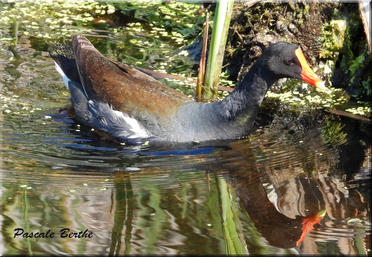 Курочка латиноамериканська - ML644672830