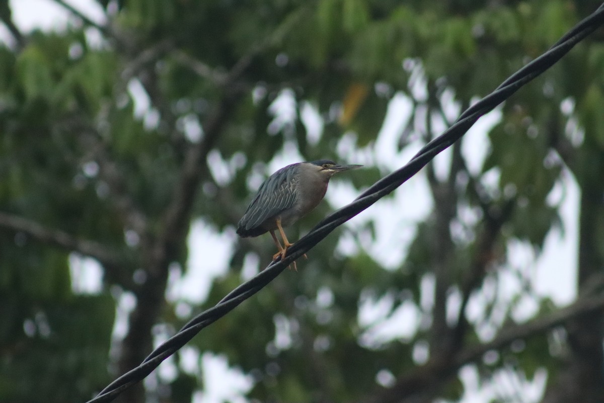 Striated Heron - ML644672831