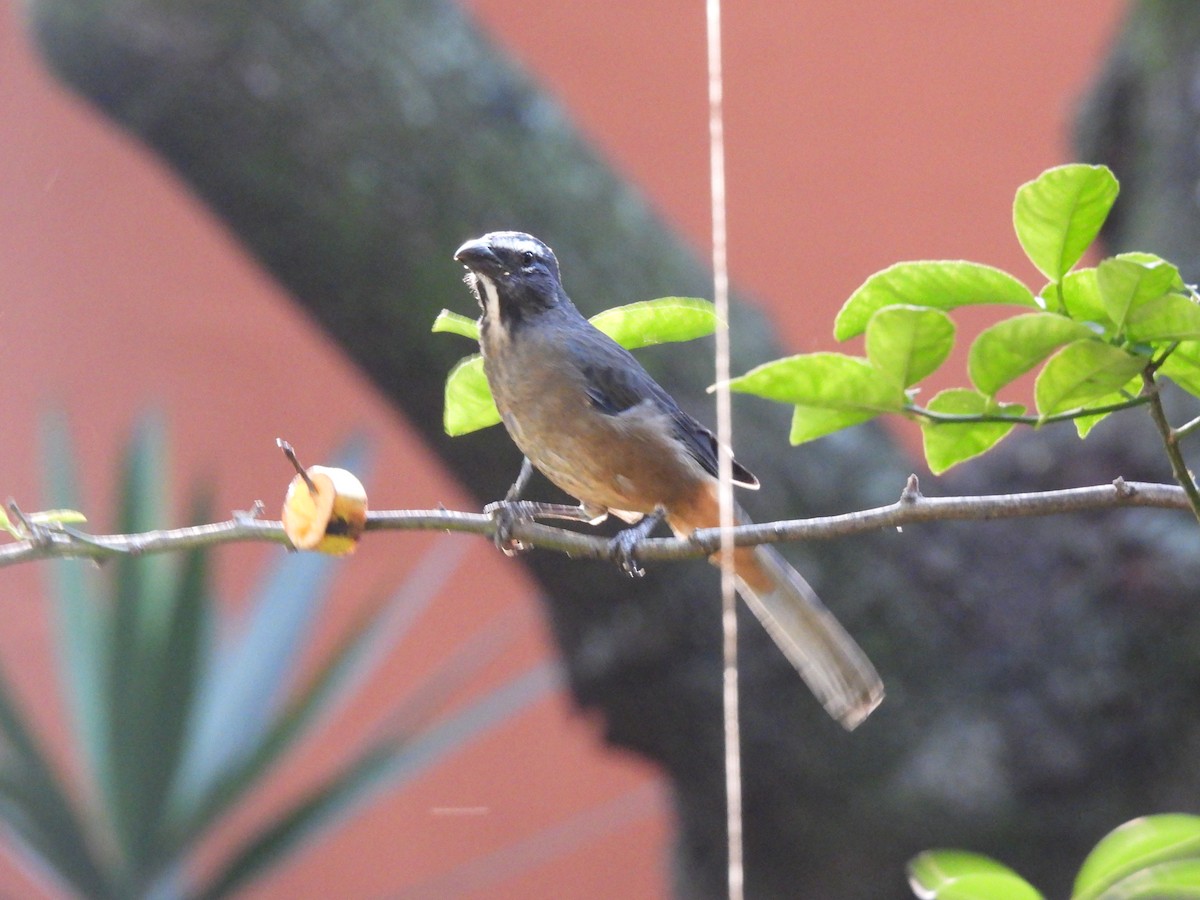 Cinnamon-bellied Saltator - ML644672835
