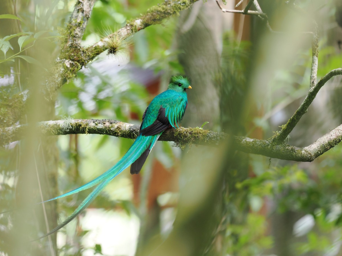 Quetzal resplendissant - ML644672838