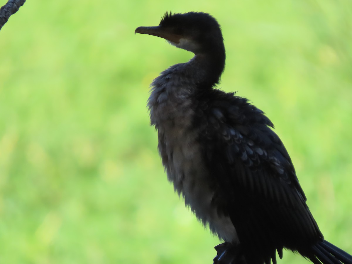 Reed Cormorant - ML644672839