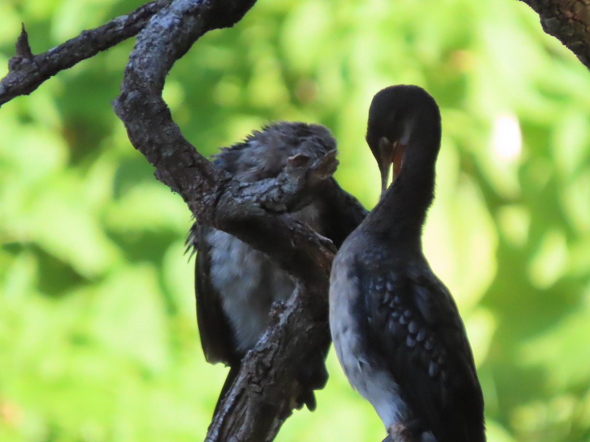 Reed Cormorant - ML644672840