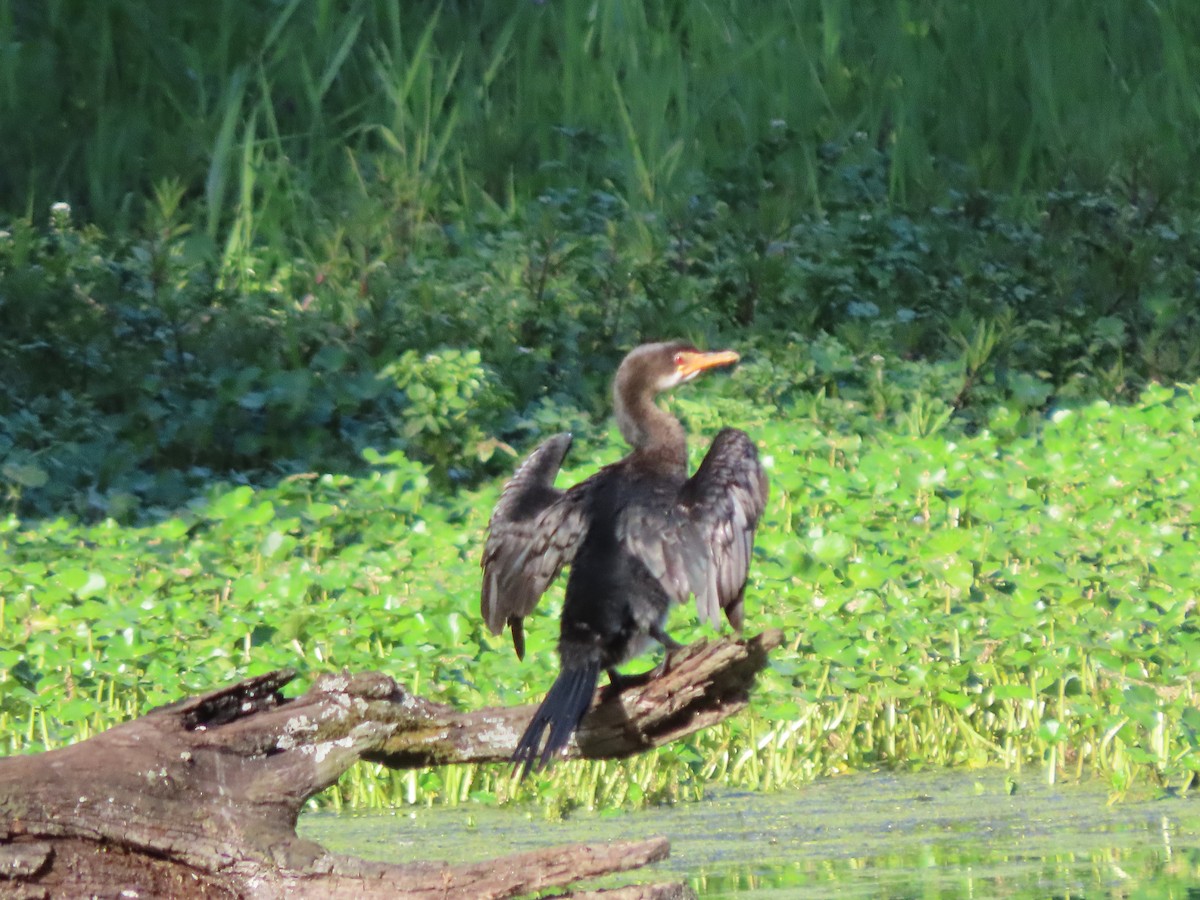 Reed Cormorant - ML644672841