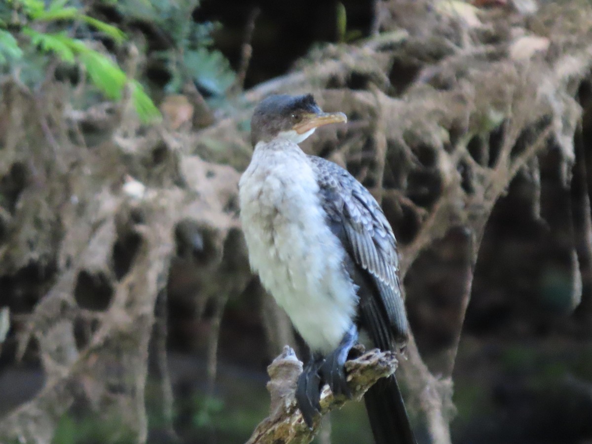 Reed Cormorant - ML644672842