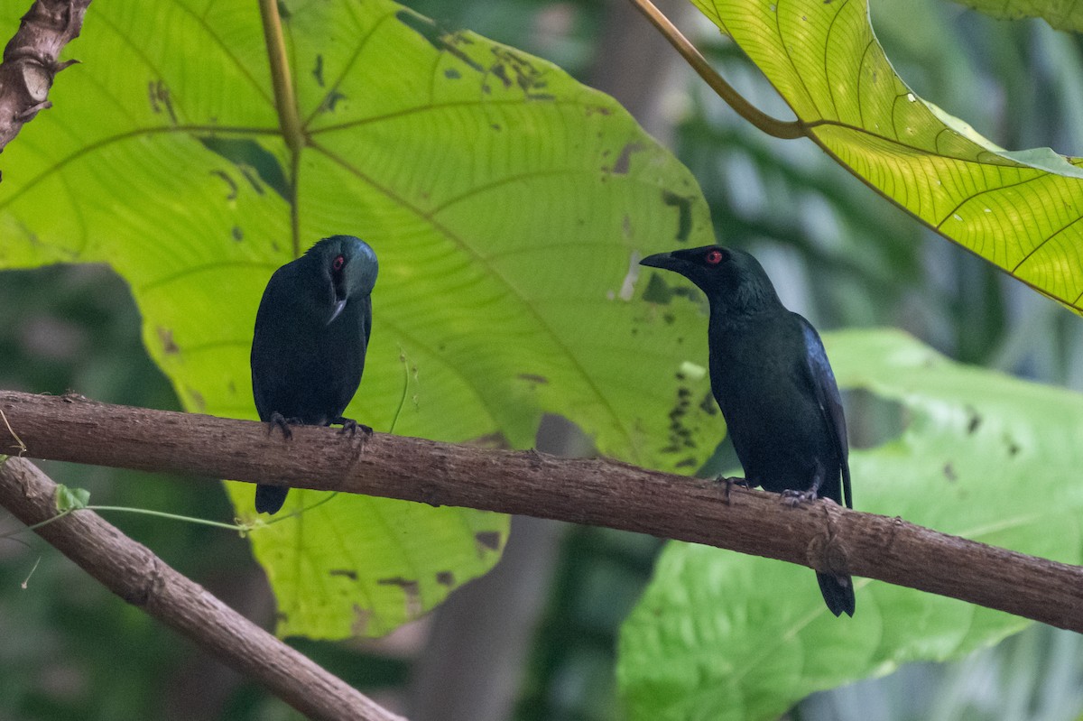Asian Glossy Starling - ML644672846