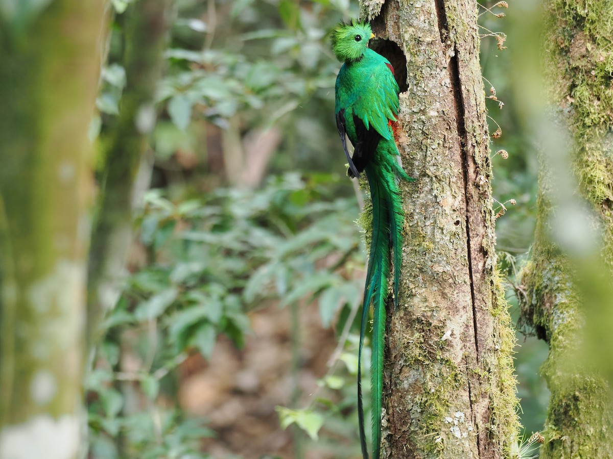 Quetzal resplendissant - ML644672850