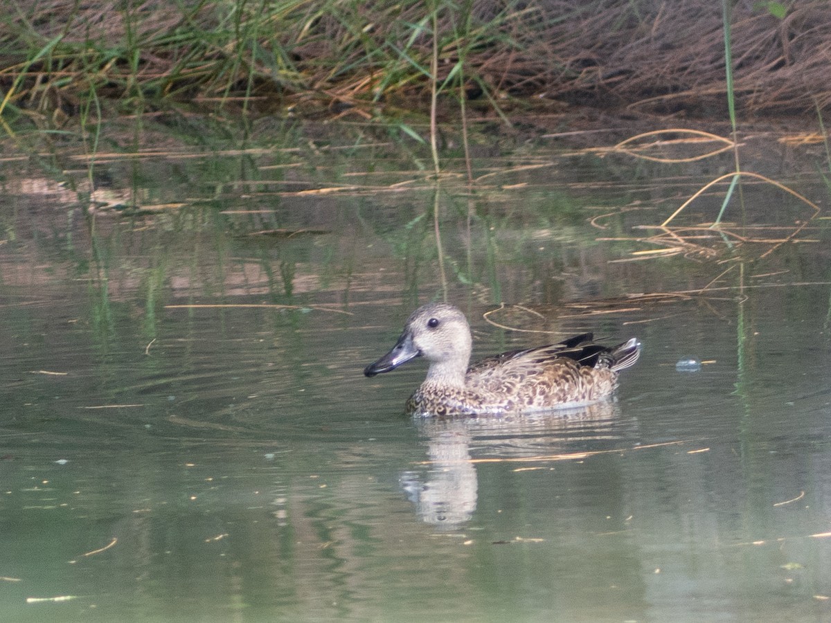 Blue-winged Teal - ML644672855