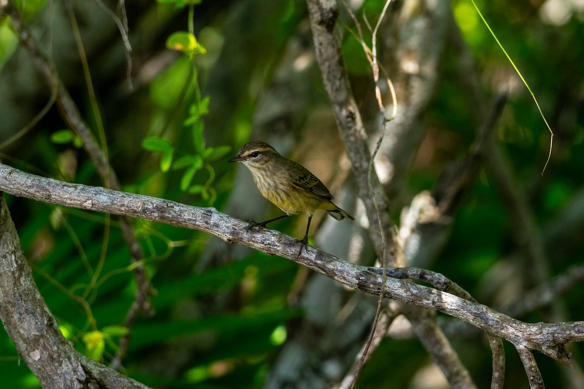 Palm Warbler - ML644672858