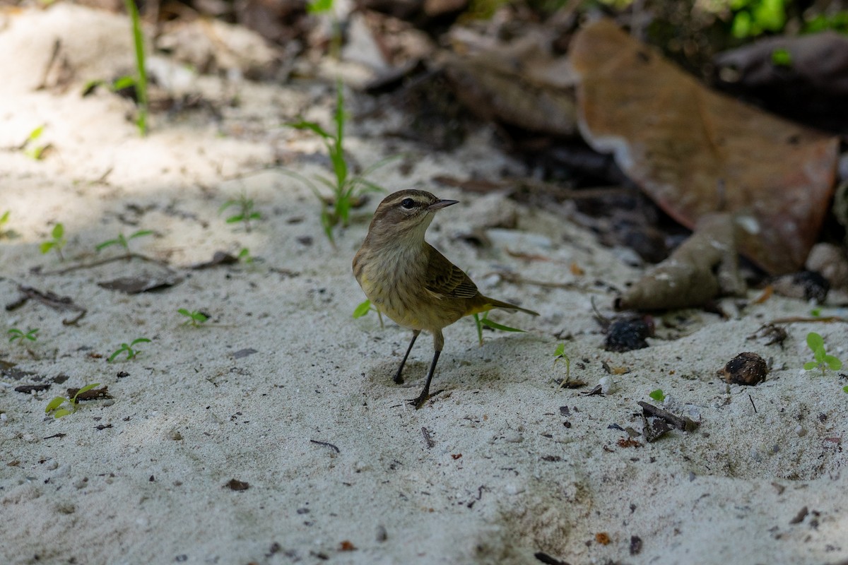 Palm Warbler - ML644672862