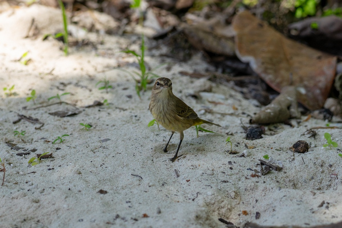 Palm Warbler - ML644672863