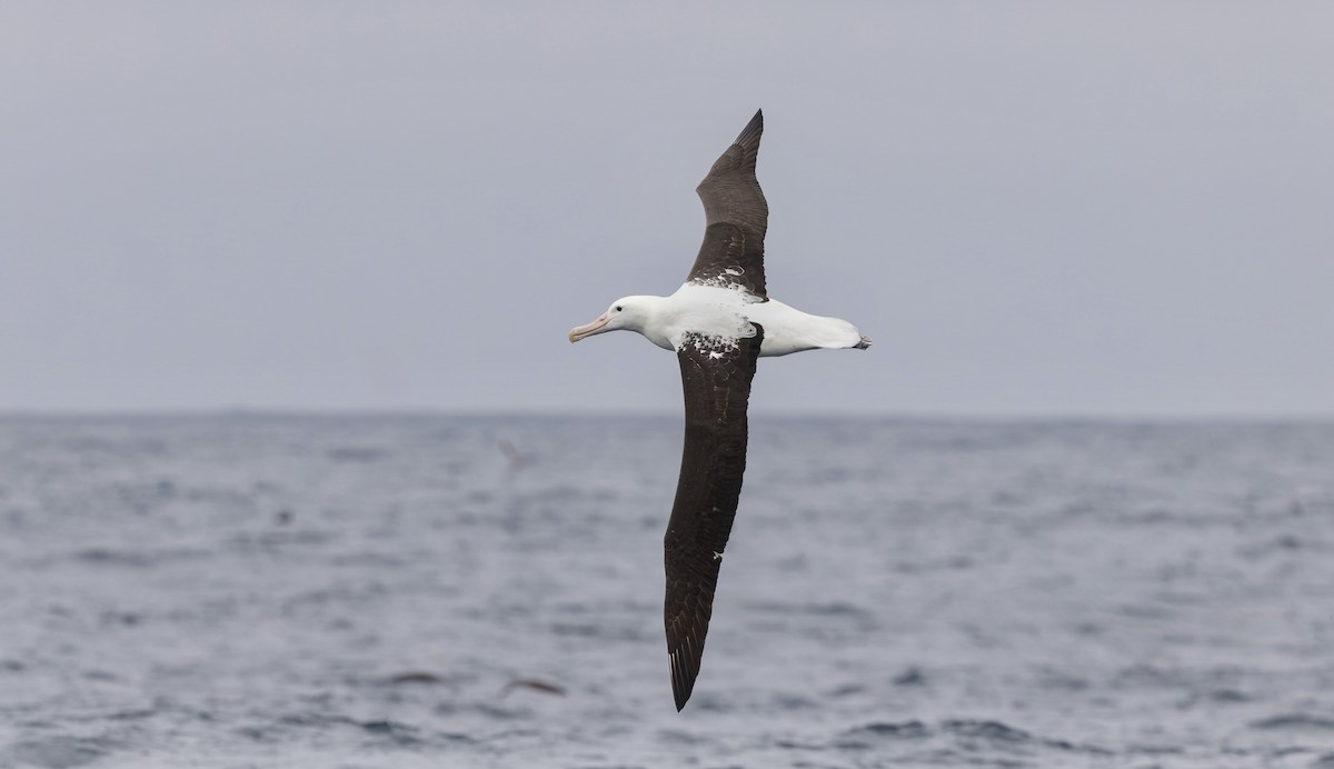 Schwarzflügelalbatros - ML644672870