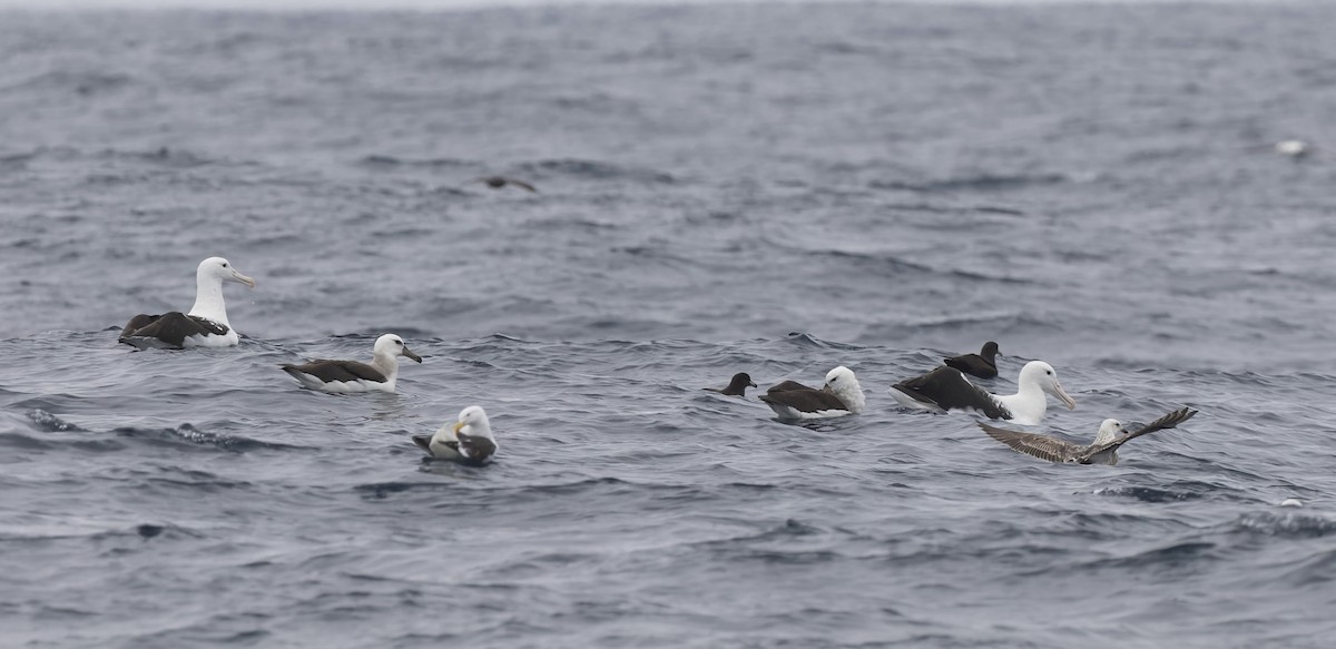 Schwarzflügelalbatros - ML644672871