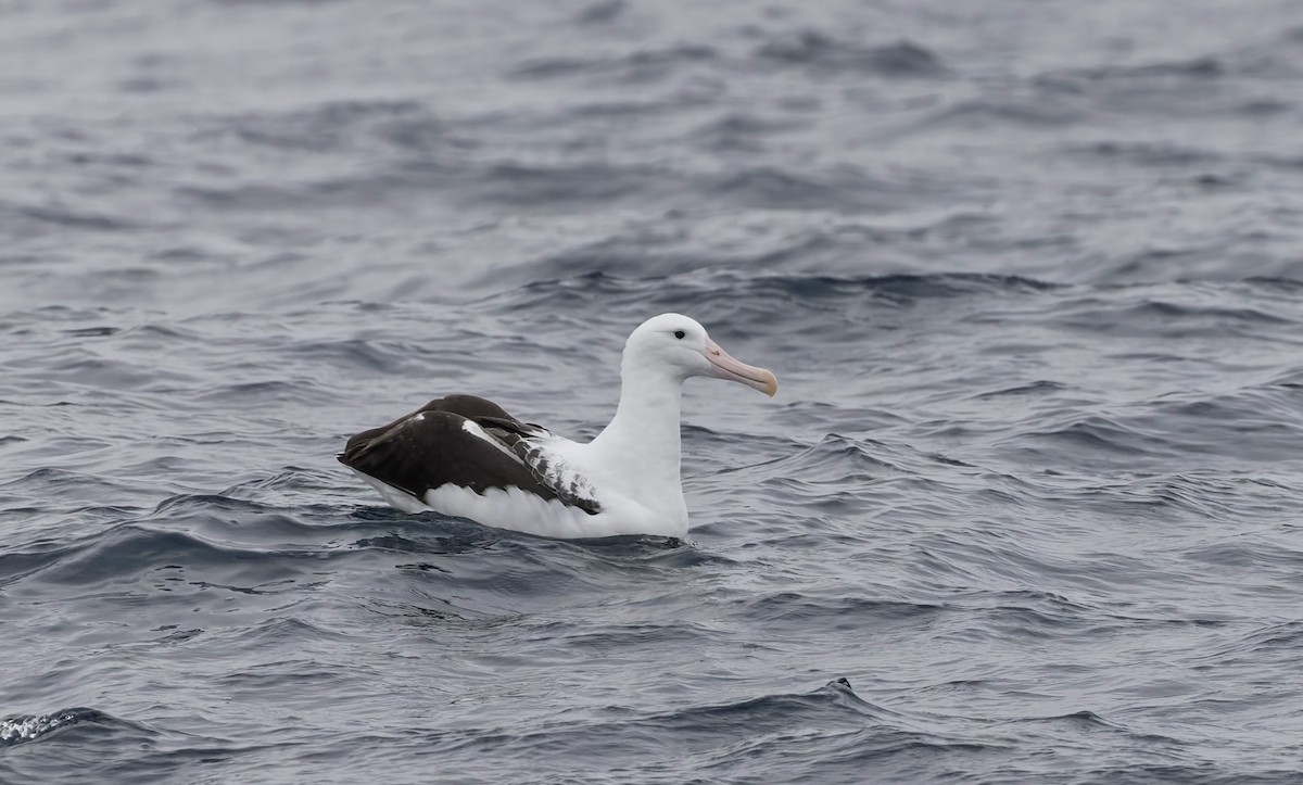 Schwarzflügelalbatros - ML644672872