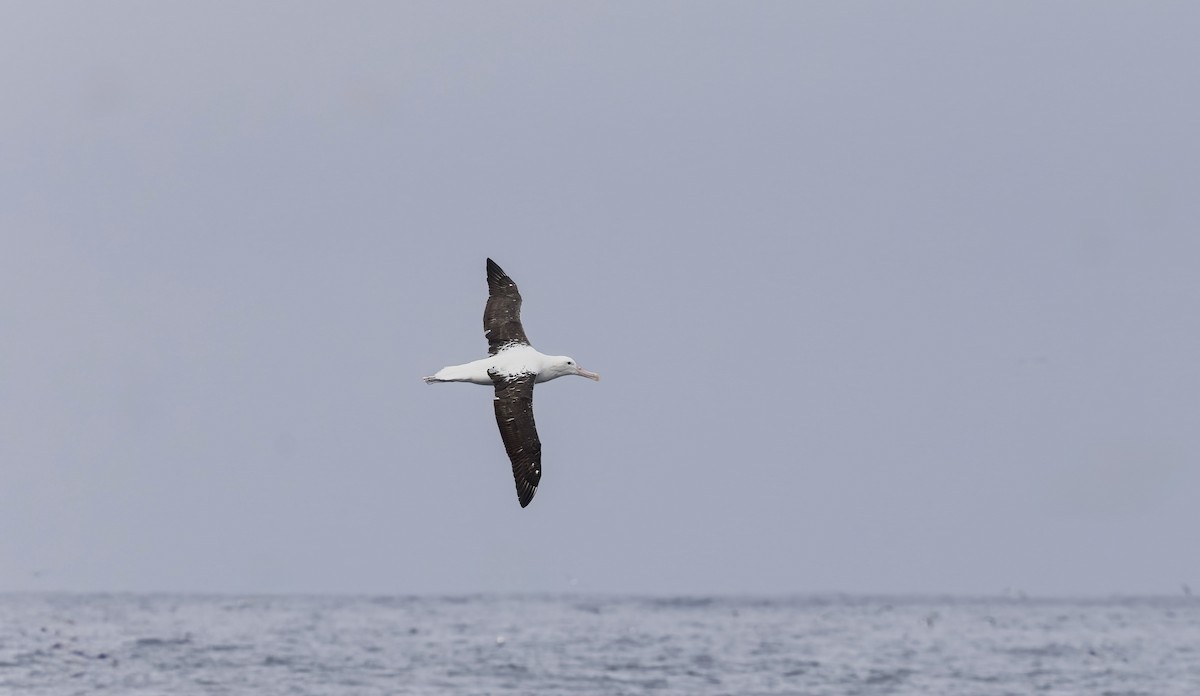 Schwarzflügelalbatros - ML644672873