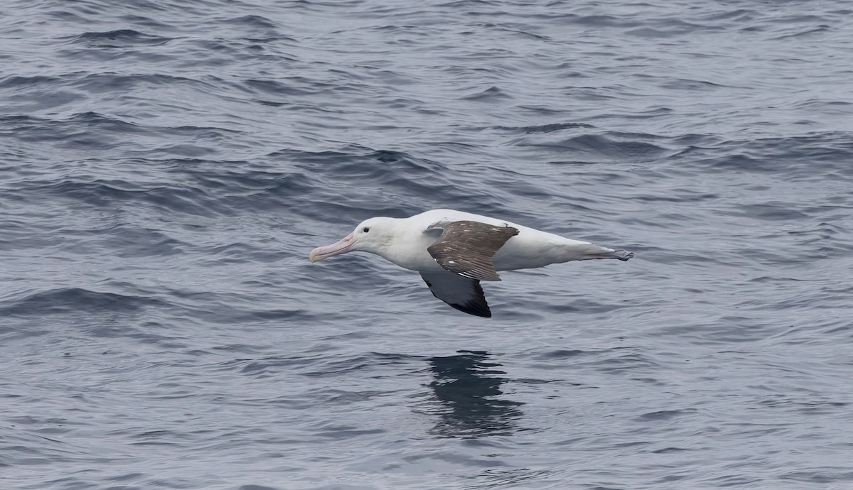 Schwarzflügelalbatros - ML644672874